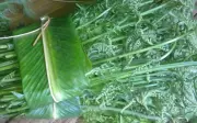 Loại rau dại trở thành đặc sản 200.000 đồng/kg, người Trung Quốc gọi là 'rau trường thọ'
