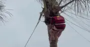 Mẹ con treo lơ lửng trên cây dừa sau sự cố dù bay ở Hạ Long