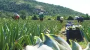 Nghị định mới hỗ trợ 100% chi phí đào tạo khuyến nông từ 20/8