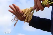 Nông nghiệp Cần Thơ lên kế hoạch sản xuất trước nguy cơ El Nino mạnh