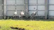 Phục hồi hệ sinh thái Tràm Chim: Kỳ vọng đưa sếu đầu đỏ trở về