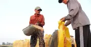 Philippines ngưng nhập gạo 5% tấm, giá gạo Việt Nam chững lại