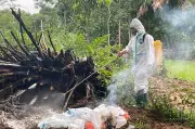 Phát hiện ổ dịch cúm gia cầm A/H5N1 tại Tuyên Quang, tiêu hủy 200 con vịt