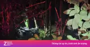 Phát hiện thi thể phụ nữ trong bụi cây ven đường ở Đồng Tháp