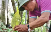 Sâm Ngọc Linh mặc áo giáp bảo vệ hạt giống mùa thu hoạch