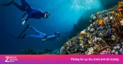 Tiền lương không phải tất cả: Bài học từ cuộc gặp cá nhám voi