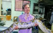 Trăn khổng lồ dài 4m nặng 30kg bò vào nhà dân ở Thái Lan