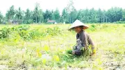 Việt Nam đối mặt thoái hóa đất gần 11,8 triệu ha, chi phí khắc phục hàng trăm tỷ USD
